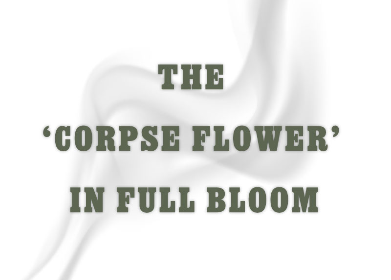 The ��Corpse Flower�� in Full Bloom4