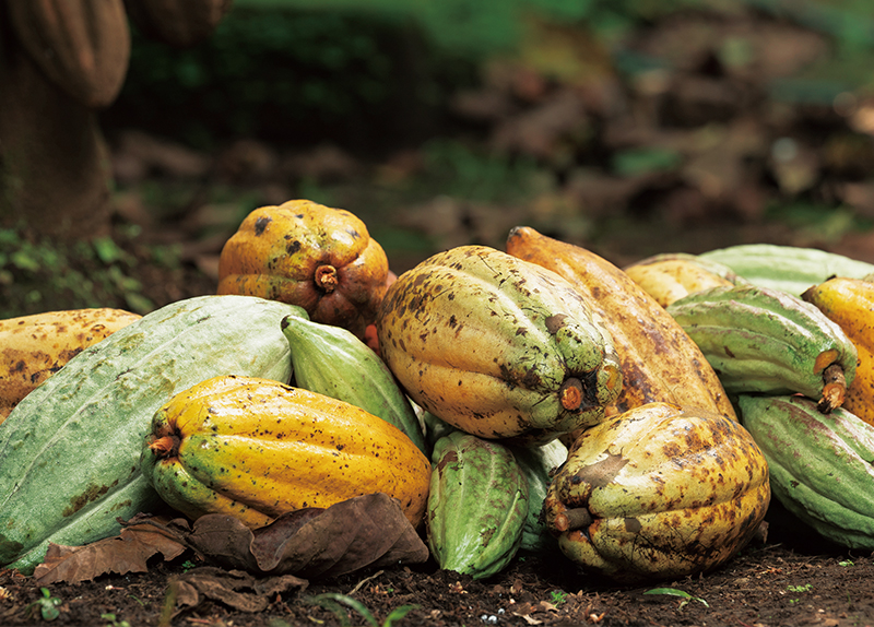 The Climate Crisis Threatens the Global Chocolate Industry0