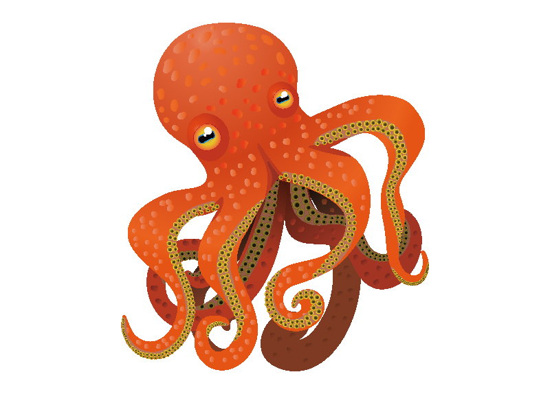 Octopus Caught Riding Shark in New Zealand4