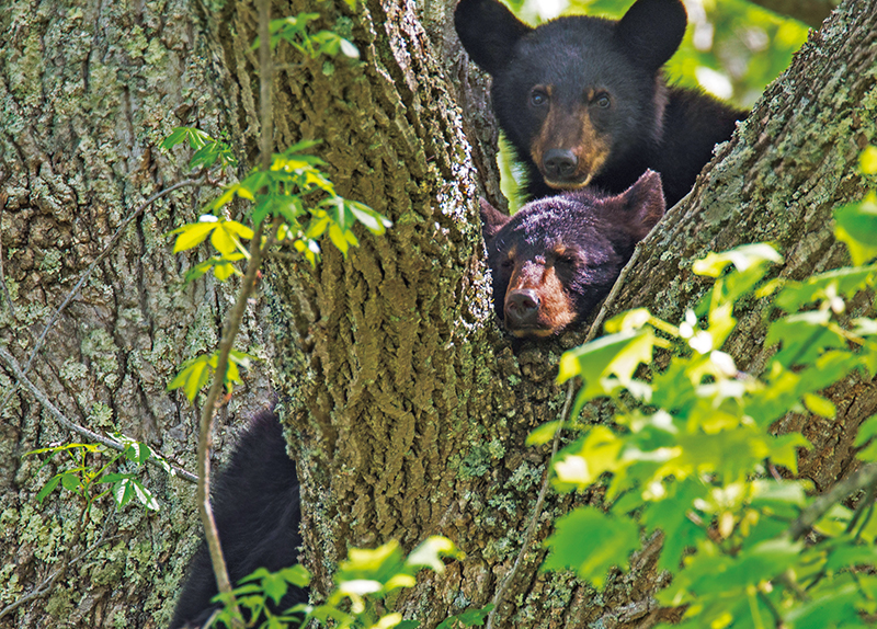 Black Bears Wake Early, Roam Farther South Amid Milder Weather0