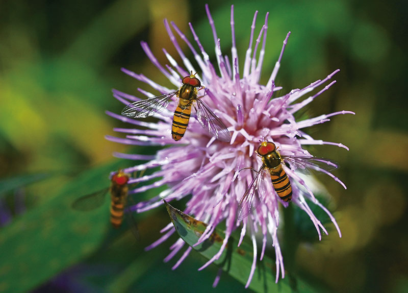 Surprising Pollinators That Arent Bees7