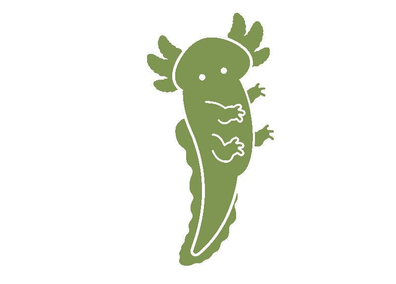 Endangered Axolotls Thrive in New Wetland Home, Sparking Conservation Hope8