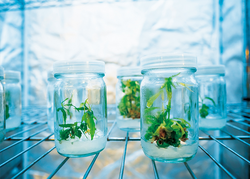 Freezing Plants To Stop Extinction0