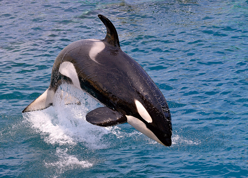 Wild Orcas Are Bringing Food to Humans ? But Why?0