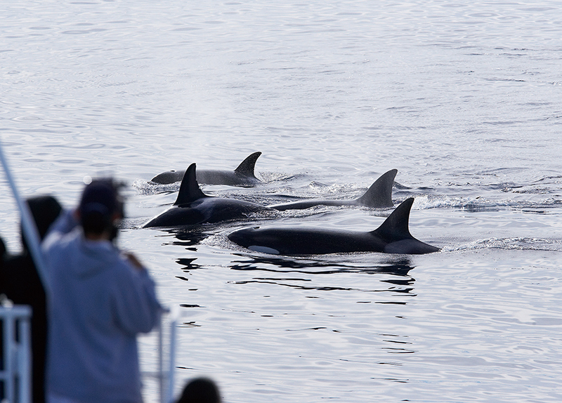 Wild Orcas Are Bringing Food to Humans ? But Why?7