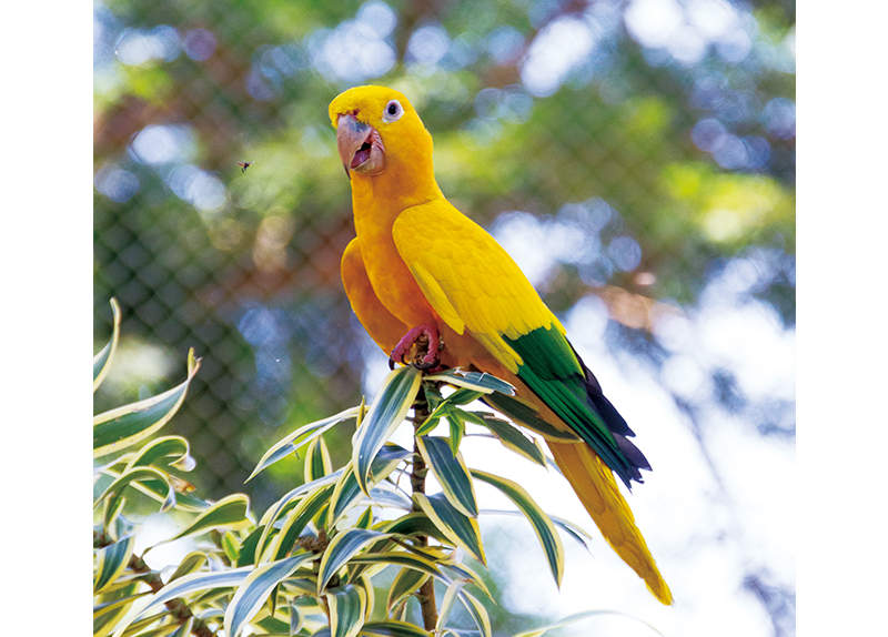 The Golden Comeback of Brazils Rare Parakeets0