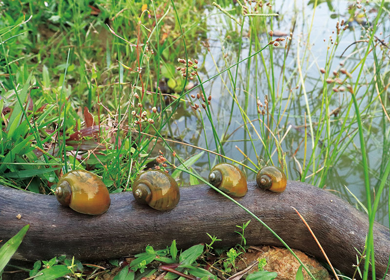 South American Snail May Hold Clues To Restoring Vision0