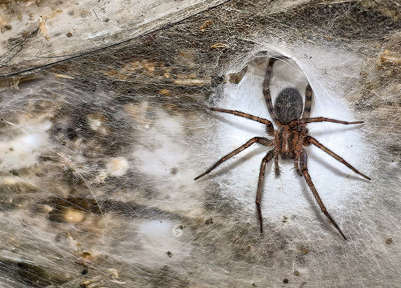 Expedition Records Largest Known Spider Web in Sulfur Cave0