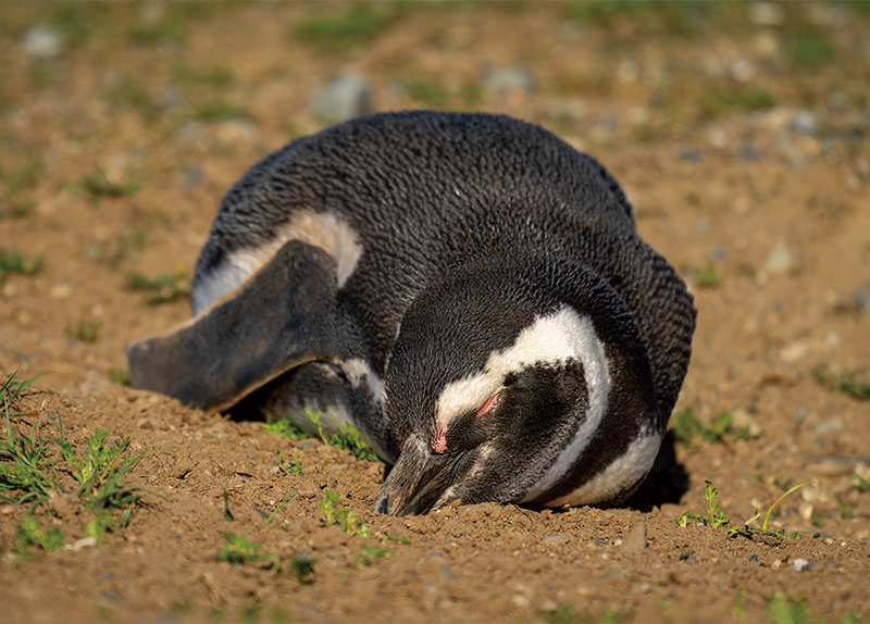 Sardine Shortage Threatens African Penguins0