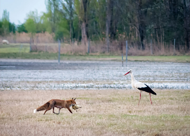 The European Green Belt Initiative0
