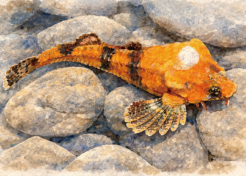 Built To Beat: Inside the Rockhead Poacher��s Strange Anatomy0