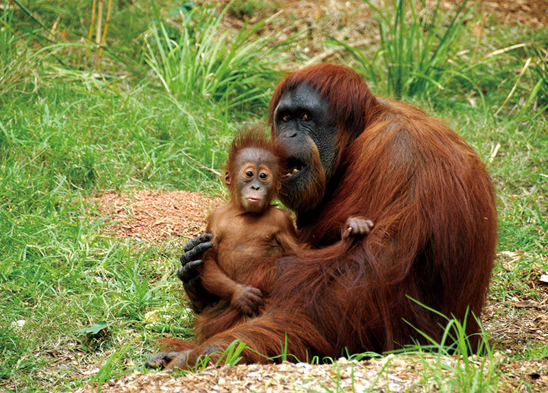 After Batang Toru Disaster, Indonesia Targets Firms Over Environmental Damage0