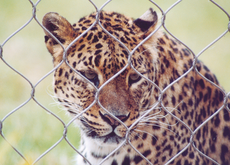 Wild animals should be in captivity0