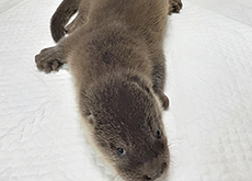 Daegu’s Baby Otter - National News I