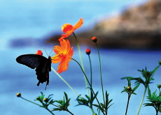 Butterfly on a Cosmos - Photo News