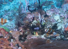 Discovery of a Massive Coral Reef - Headline News