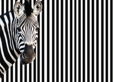 How Did the Zebra Get Its Stripes? - Science