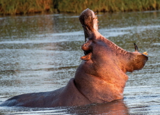 The Hippo Has Become an Invasive Species in Colombia - Science