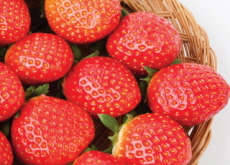 History of Strawberries - History