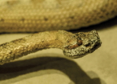 How Do Sidewinder Snakes Slither? - Science