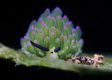 The Adorable Ocean-Dwelling Leaf Sheep - Special Report
