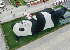 A Giant Panda Taking a Selfie - Photo News