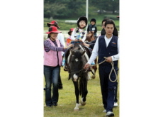 Therapeutic Horseback Riding Lessons - Sports