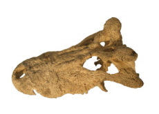 Mystery of Extinct Horned Crocodile Solved After 150 Years - Science