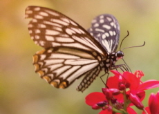 The Butterfly Problem - Science