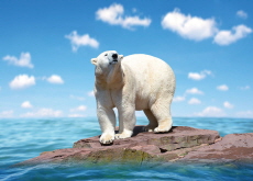Climate Change Causes Decrease In Arctic Wildlife - World News I