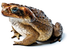 Listening for the Amphibian Apocalypse - Science