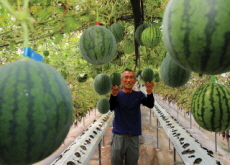 The Rising Popularity of Apple Watermelons - Photo News
