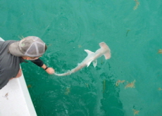 A Hammerhead Shark Baby Boom Near Florida - Science