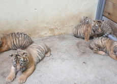 Five Korean Tiger Cubs at Everland Zoo - Photo News