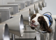 Finn: The Sniffer Dog That Can Detect COVID-19 - Photo News