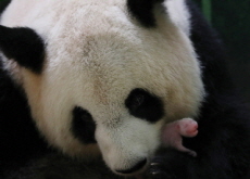 Twin Panda Cubs in France - Photo News
