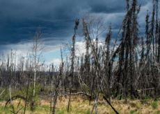 Wildfire Smoke Causes Less Rain - Science