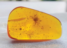 100-Million-year-Old Crab Fossil Found Preserved in Amber - Science