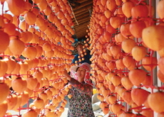 Farmers Dry Persimmons in the Autumn Sun - Photo News