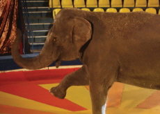 Should Animals Perform in Circuses? - Debate