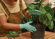 How to Care For Houseplants in Winter - Special Report