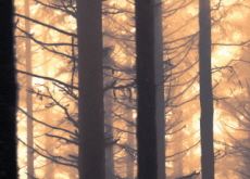 Forest Fires Can Help Storage of Carbon in Soil - Science
