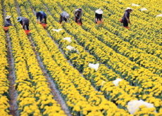 Marigold Flowers - Photo News