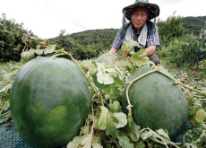 Watermelon Harvest - Photo News