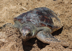 Endangered Sea Turtles Released - Photo News