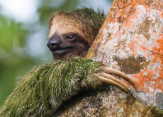 Sloths - Special Report
