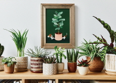A Deep Dive into the Popularity of Succulents - Culture/Trend