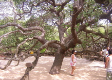 The World’s Largest Cashew Nut Tree - Photo News