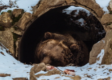 New Study Reveals Why Hibernating Bears Don’t Get Blood Clots - Science