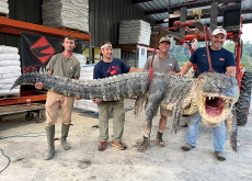 Hunters Capture Longest Alligator in Mississippi - World News I